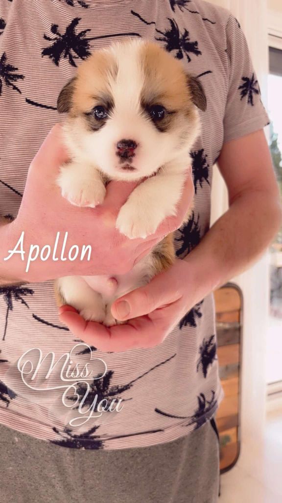 Apollon